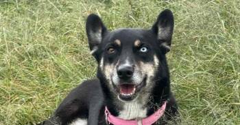 KATIE -  Cattle Dog and Shepherd Dog for Adoption in Langley Township, British Columbia - KATIE | PetCurious