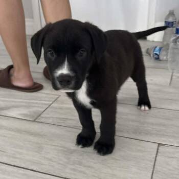 Smokey (C000-253) -*Available Now*Chino Hills Location -  Labrador Retriever and Border Collie Dog for Adoption in Chino Hills, California - Smokey (C000-253) -*Available Now*Chino Hills Location | PetCurious