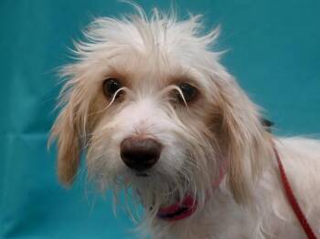 Cher -  Terrier Dog for Adoption in Portland, Oregon - Cher | PetCurious