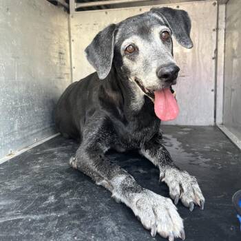 Spammi -  Shepherd and Mixed Breed Dog for Adoption in Edinburg, Texas - Spammi | PetCurious