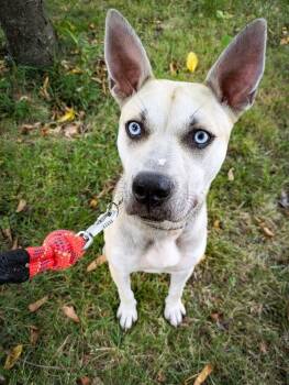 Rescue Husky Dogs for Adoption in Detroit, Michigan - Koda | PetCurious