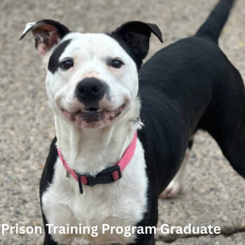 Rescue Mixed Breed Dogs for Adoption in Charleston, West Virginia - Avi | PetCurious