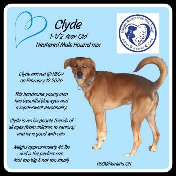 Clyde (Neutered) -  Hound Dog for Adoption in Marietta, Ohio - Clyde (Neutered) | PetCurious