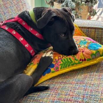 Terrier Dogs Available for Adoption in Des Moines, Iowa - Tillman | PetCurious