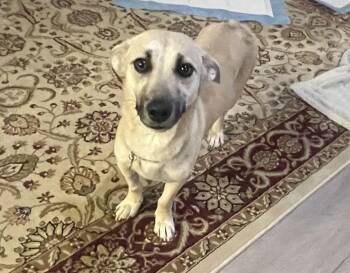 Dachshund and Terrier Dogs Available for Adoption - Indie (Harper From Devore) | PetCurious