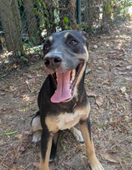 Izzie -  Shepherd Dog for Adoption in Little Rock, Arkansas - Izzie | PetCurious