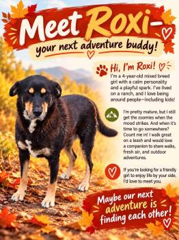Roxi -  Mixed Breed Dog for Adoption in York, Nebraska - Roxi | PetCurious