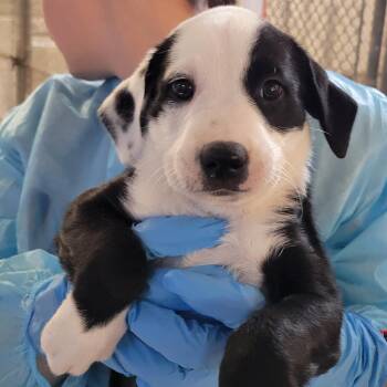 Border Collie Dogs Available for Adoption in TIMBERCRK CYN, Texas - El FKA Penelope | PetCurious