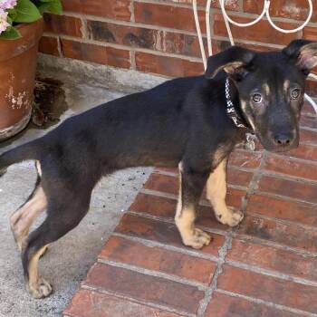 Australian Shepherd and Australian Kelpie Dogs Available for Adoption in Lewisville, Texas - Ollie | PetCurious