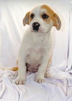 Saint Bernard and Mixed Breed Dogs Available for Adoption - A120525 | PetCurious
