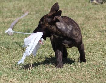 Rescue Dutch Shepherd Dogs for Adoption in Temple, Texas - Marcy | PetCurious