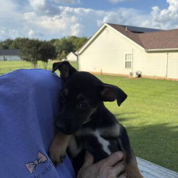 Mary Ann -  Terrier Dog for Adoption in Woodruff, South Carolina - Mary Ann | PetCurious