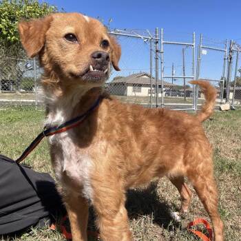 Brisket -  Spaniel and Mixed Breed Dog for Adoption in Wimberley, Texas - Brisket | PetCurious
