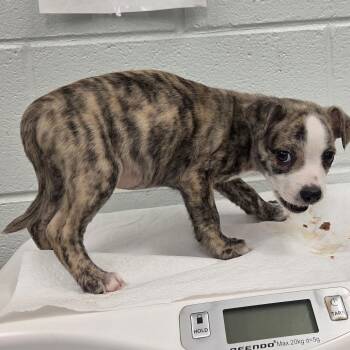 scooby -  Mixed Breed Dog for Adoption in Chattanooga, Tennessee - Scooby | PetCurious