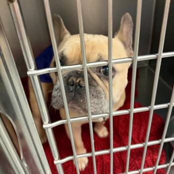 Jasper C-34114 -  French Bulldog Dog for Adoption in Oklahoma City, Oklahoma - Jasper C-34114 | PetCurious