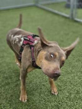 Darcy -  Mixed Breed Dog Available for Adoption in Savannah, Georgia - Darcy | PetCurious