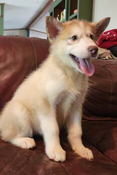 Astrix -  Alaskan Malamute Dog for Sale in North Lewisburg, Ohio - Astrix | PetCurious