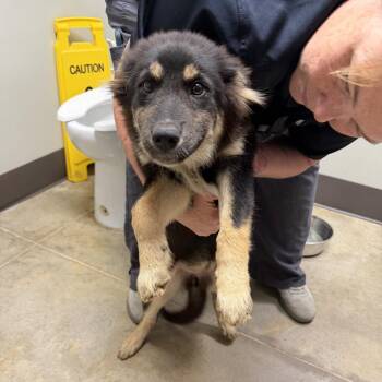 Lindy -  Shepherd Dog for Adoption in Huntsville, Alabama - Lindy | PetCurious