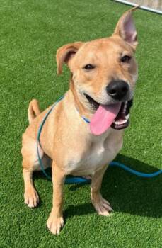 Labrador Retriever Dogs Available for Adoption in Hoffman Estates, Illinois - Meatball | PetCurious