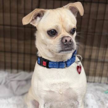Champ -  Mixed Breed Dog for Adoption in Medford, Oregon - Champ | PetCurious