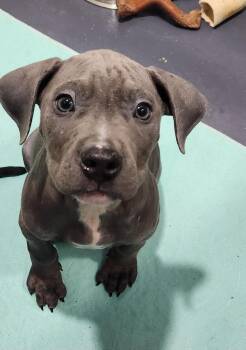 Pit Bull Terrier Dogs Available for Adoption - Canyon | PetCurious