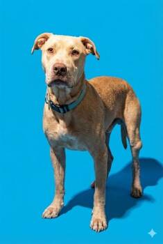 Mixed Breed Dogs Available for Adoption - TAMPA HORSE | PetCurious