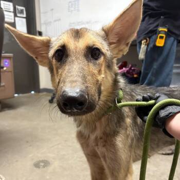 WyLee -  Shepherd and Mixed Breed Dog for Adoption in Yuma, Arizona - WyLee | PetCurious