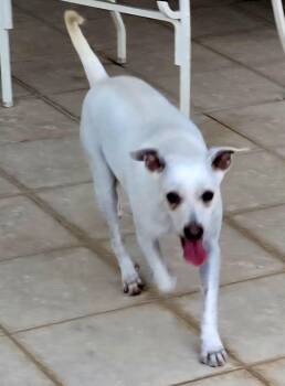 Wilbur -  Chihuahua Dog for Adoption in Ardara, Pennsylvania - Wilbur | PetCurious
