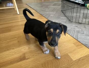 FLYNN -  Shepherd Dog for Adoption in Broomfield, Colorado - FLYNN | PetCurious