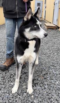 Husky Dogs Available for Adoption - Bolt | PetCurious