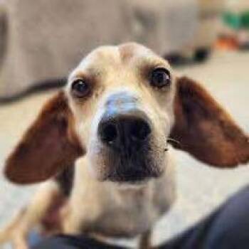 Beagle Dogs Available for Adoption - Maggie And Major | PetCurious