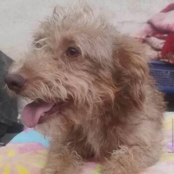 THOR -  Poodle Dog for Adoption in Graham, Washington - THOR | PetCurious