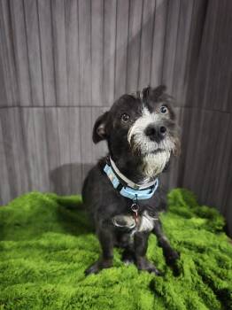 Cody -  Fox Terrier and Schnauzer Dog for Adoption in Sedalia, Colorado - Cody | PetCurious