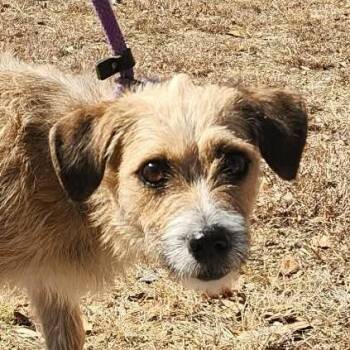 Wirehaired Terrier and Dachshund Dogs Available for Adoption - Utopia (Mom) PF | PetCurious