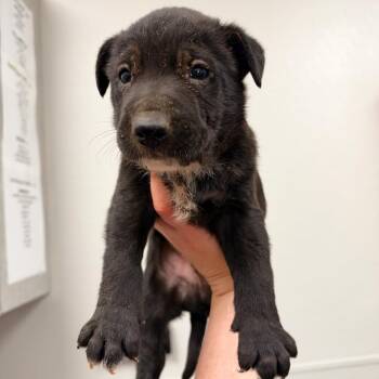 Snoopy -  Mixed Breed Dog for Adoption in Columbiana, Alabama - Snoopy | PetCurious