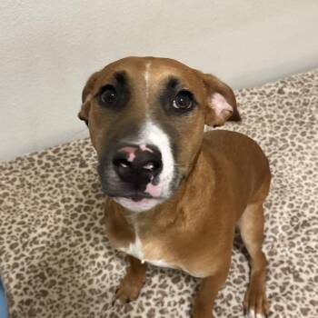 Hound Dogs Available for Adoption in San Antonio, Texas - Maverick | PetCurious