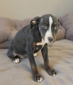 Holly 26/546 -  Terrier Dog for Adoption in Talladega, Alabama - Holly 26/546 | PetCurious