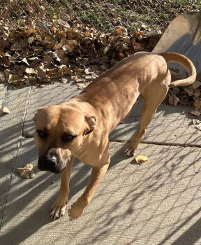 Rescue Mixed Breed Dogs for Adoption in Mitchell, South Dakota - Ricky - Older Brown Puppy - #5 | PetCurious