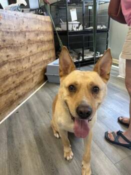 Darington -  Carolina Dog and Fox Terrier Dog for Adoption in West Memphis, Arkansas - Darington | PetCurious