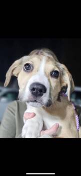 Rescue Mixed Breed Dogs for Adoption in Warren, Ohio - Wallen | PetCurious