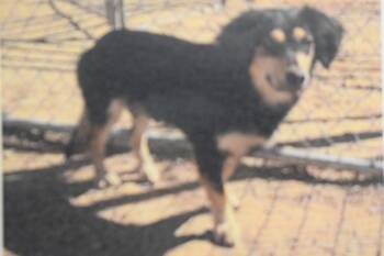 Rescue Cocker Spaniel and Mixed Breed Dogs for Adoption in Pahrump, Nevada - Susan (A114818) | PetCurious