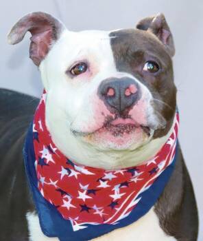Rescue Staffordshire Bull Terrier Dogs for Adoption in Sanford, Florida - Rasta | PetCurious