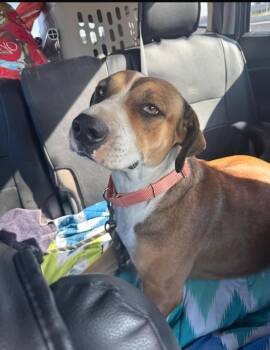 Rescue Mixed Breed Dogs for Adoption in Sunrise, Florida - Mary Jane "MJ" | PetCurious