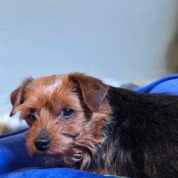 Yorkshire Terrier Dogs Available for Adoption in Cincinnati, Ohio - Yorkshire Pudding | PetCurious