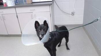 BENTLEY -  German Shepherd Dog Dog for Adoption in Omaha, Nebraska - BENTLEY | PetCurious