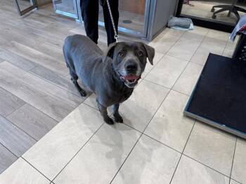 Labrador Retriever and Weimaraner Dogs Available for Adoption - OONI | PetCurious