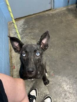 Rescue Husky and Terrier Dogs for Adoption in Evansville, Indiana - Temptest | PetCurious