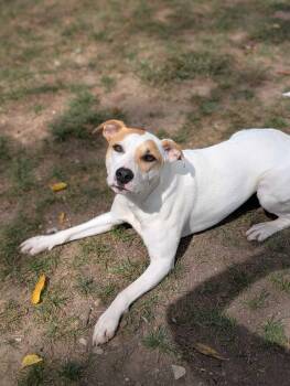 Rescue Australian Cattle Dog Blue Heeler and Terrier Dogs for Adoption in Lafayette Township, New Jersey - Snowflake | PetCurious