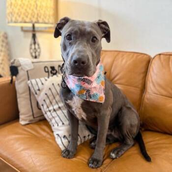Luna Lovegood Blue -  Pit Bull Terrier Dog for Adoption in Friendswood, Texas - Luna Lovegood Blue | PetCurious