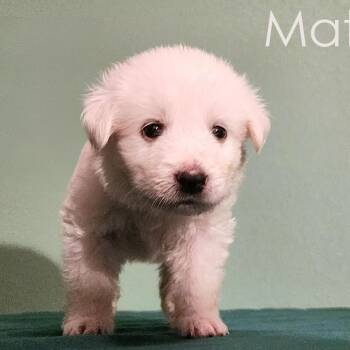 Rescue Great Pyrenees Dogs for Adoption in Austin, Texas - Matilda | PetCurious